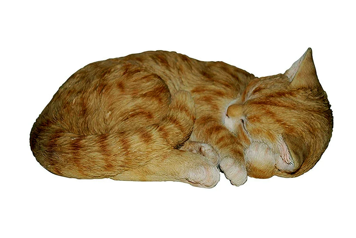 Спящий кот