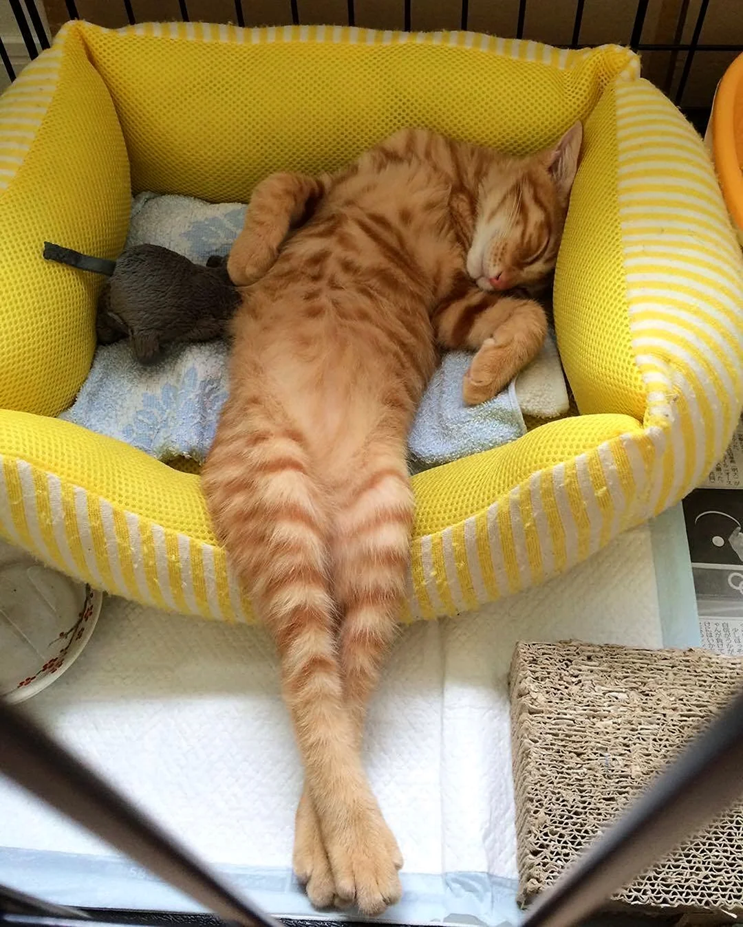 Спящий кот