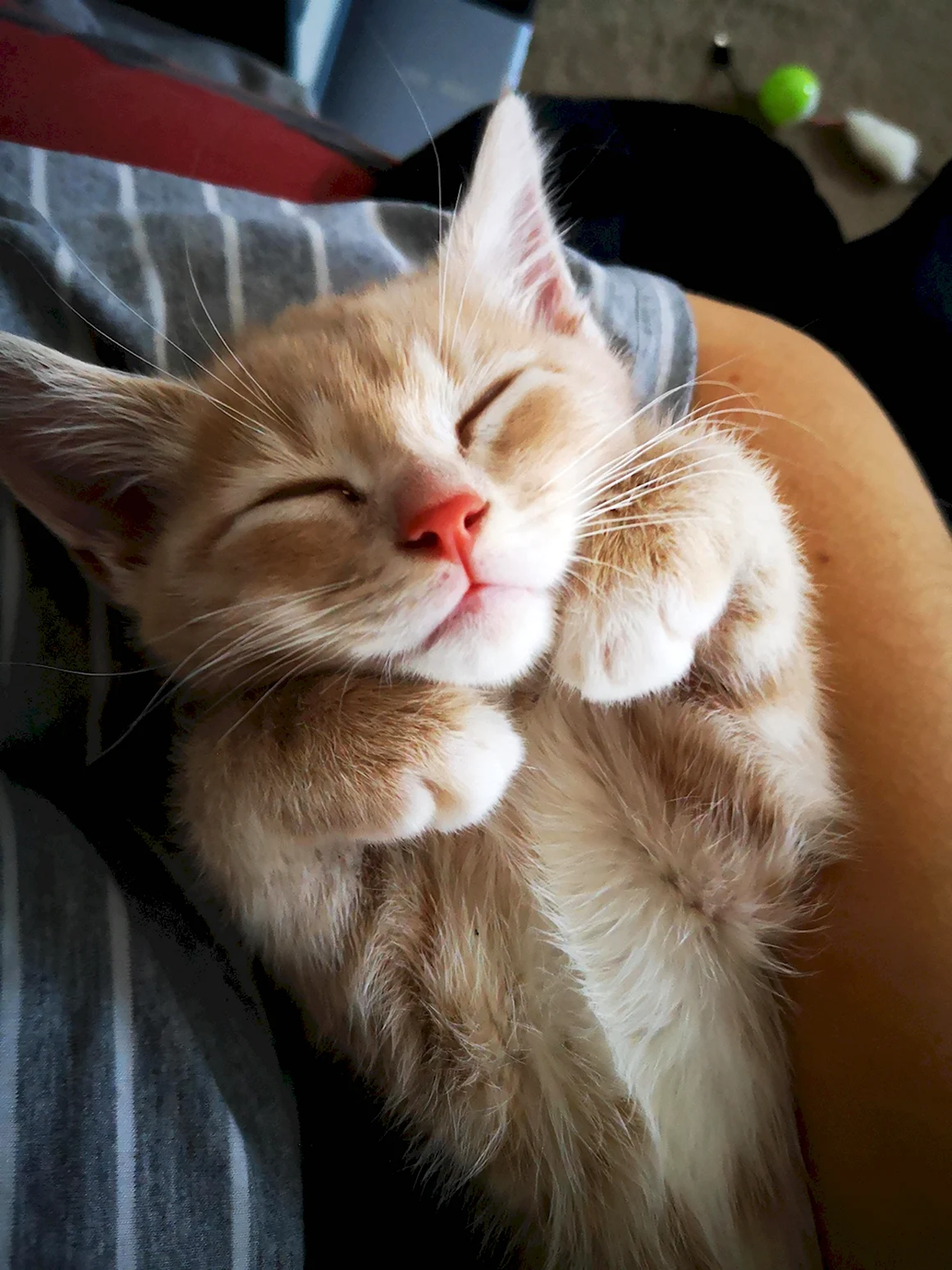 Спящий кот