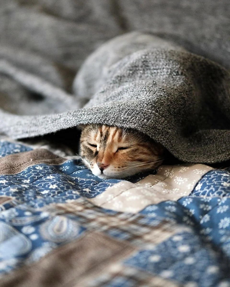 Спящий кот