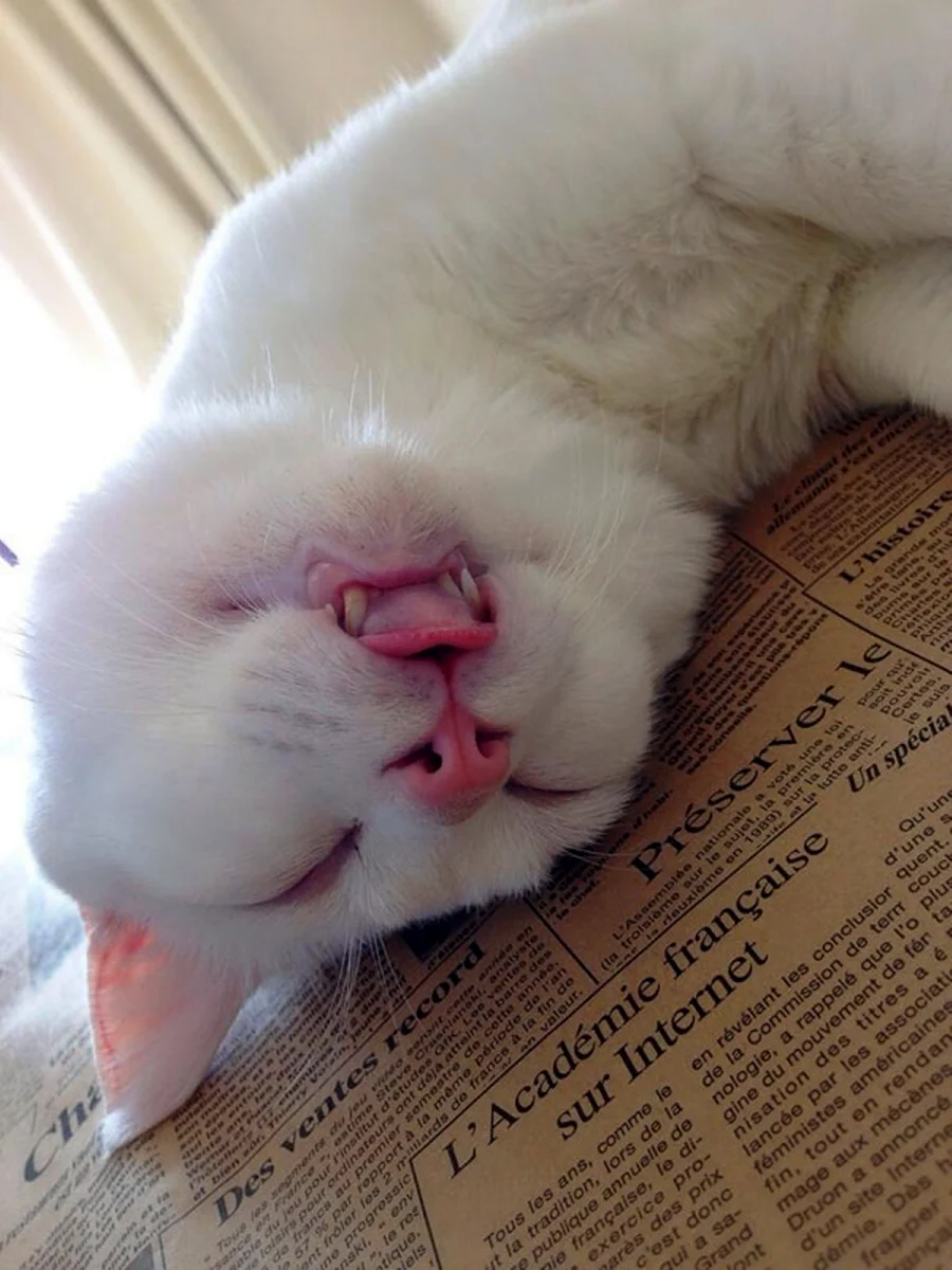 Спящий кот смешной