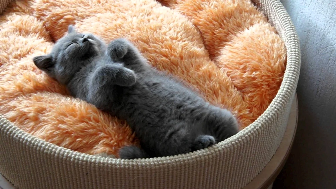 Спящий котенок