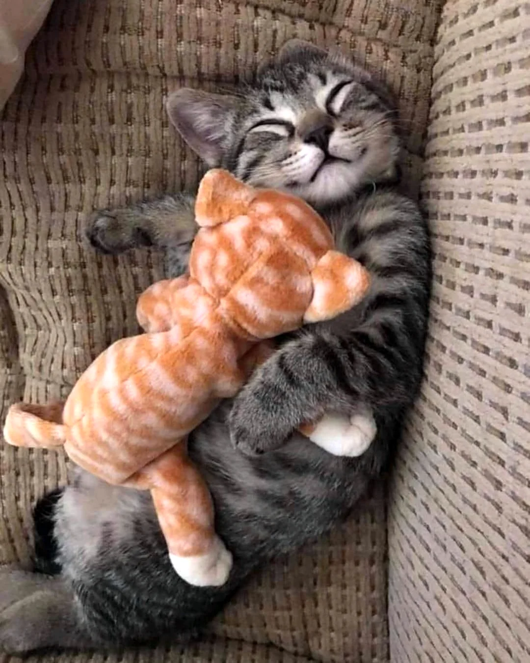 Спящий котик