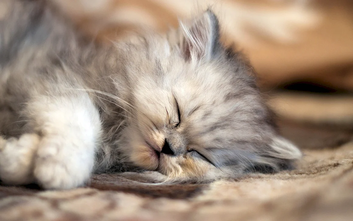 Спящий котик