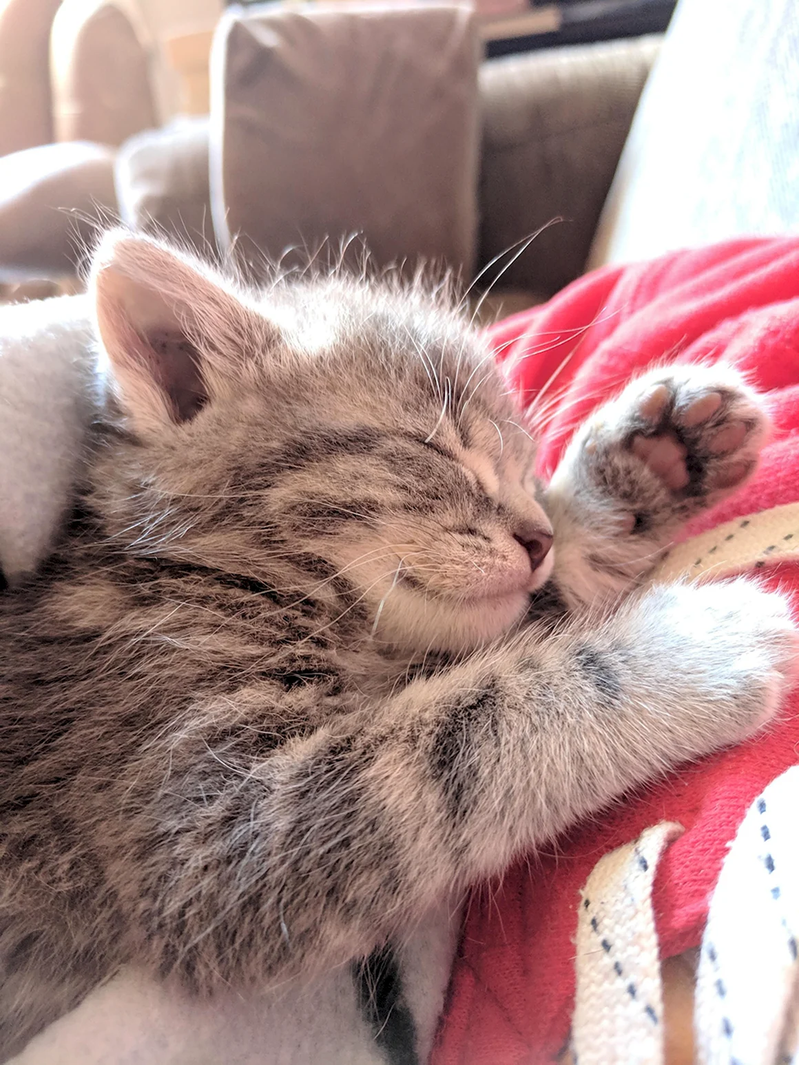 Спящий котик