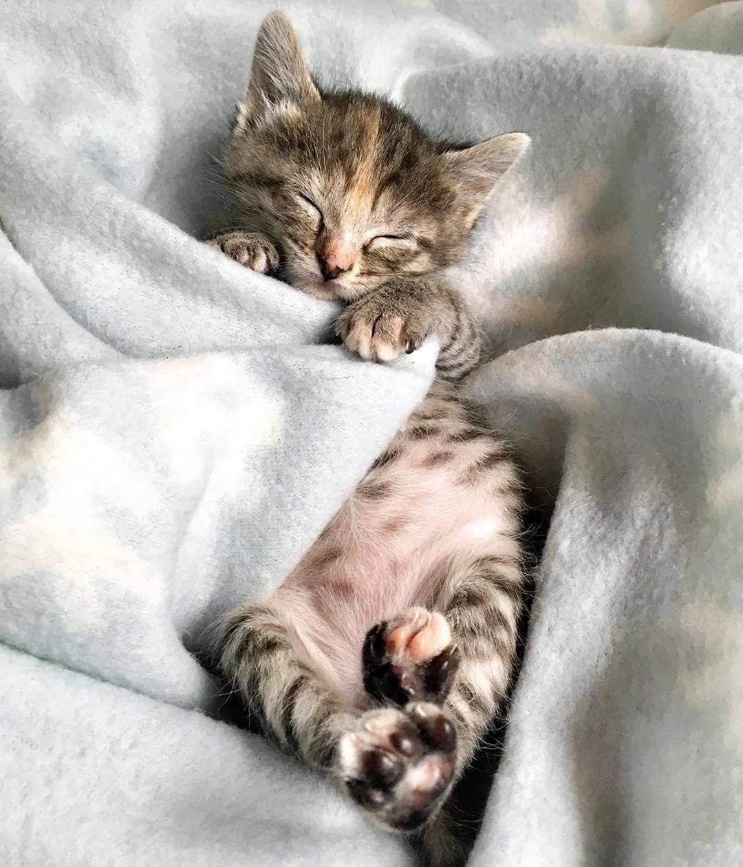 Спящий котик