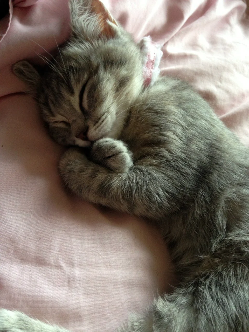 Спящий котик