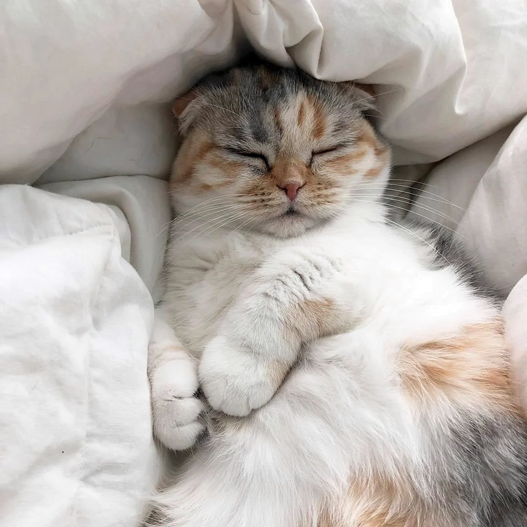 Спящий котик