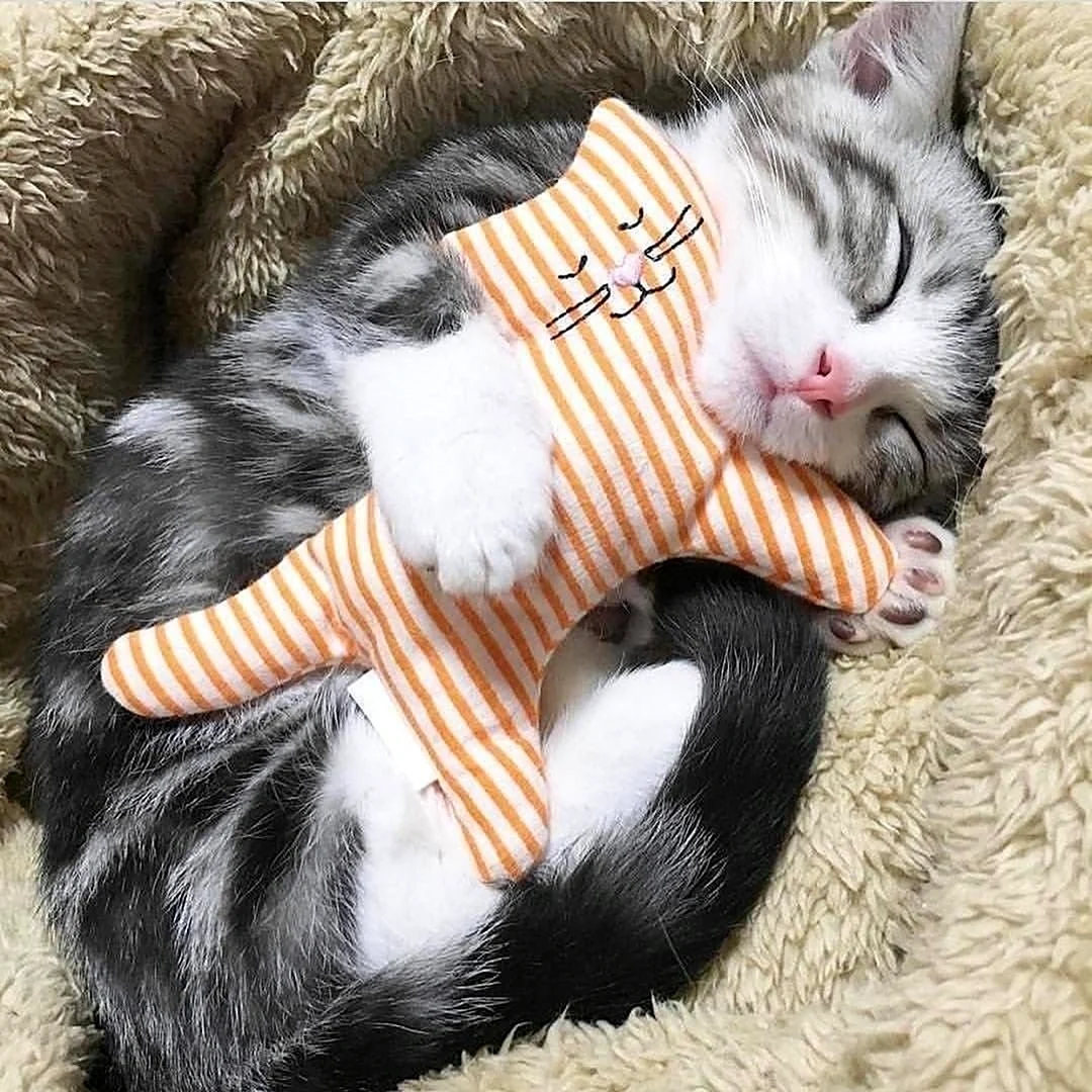 Спящий котик