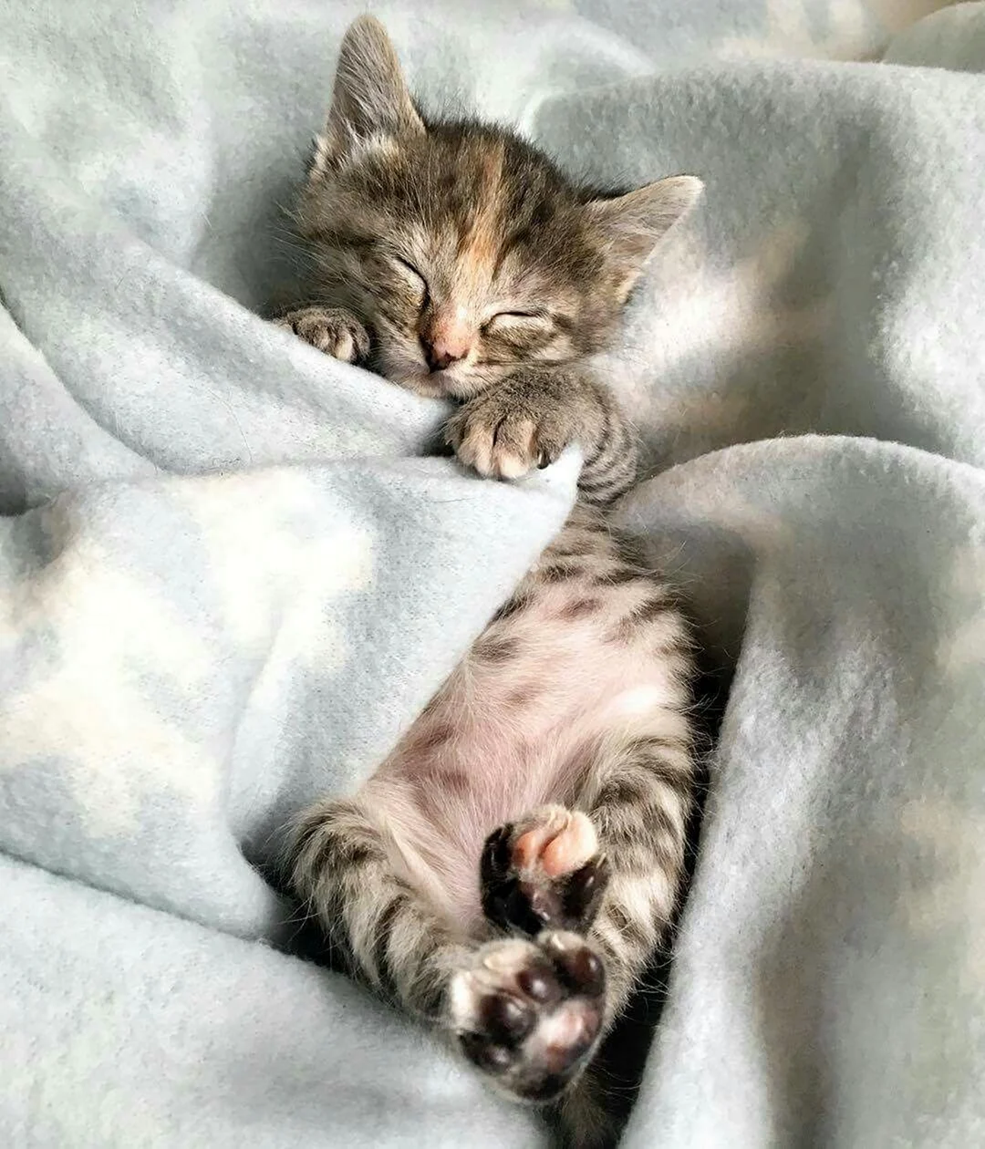 Спящий котик