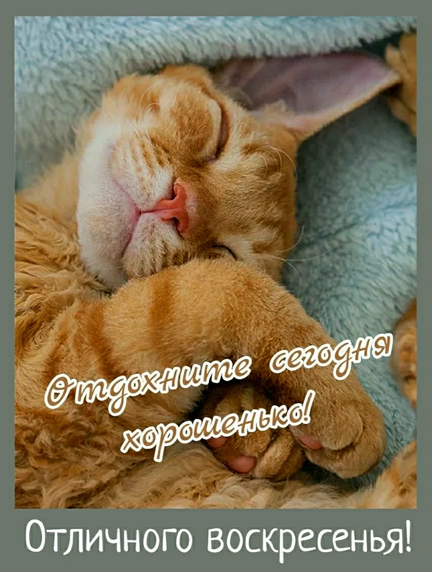 Спящий рыжий кот