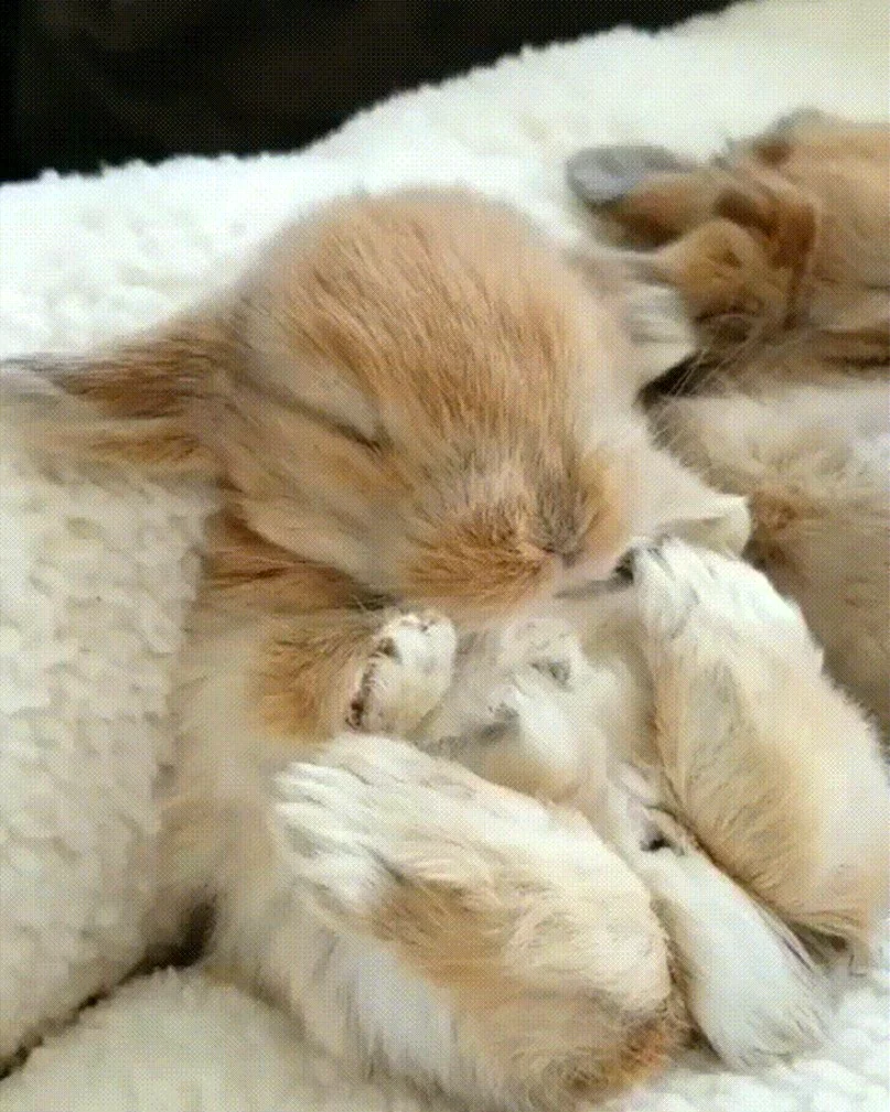 Спящий зайчик