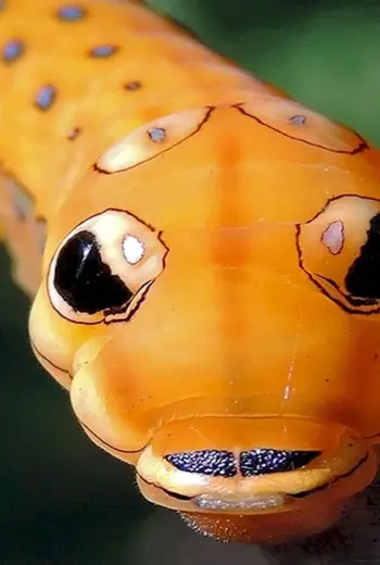 Spicebush Swallowtail гусеница