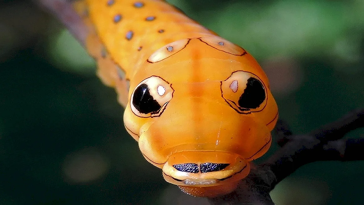 Spicebush Swallowtail гусеница