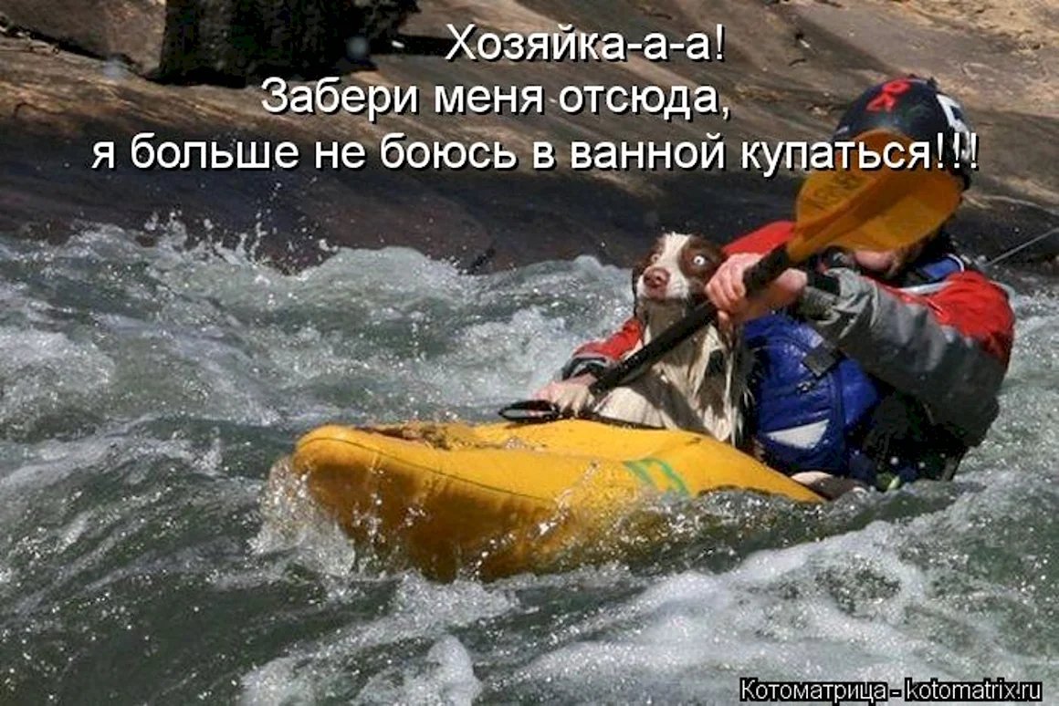 Сплав прикол