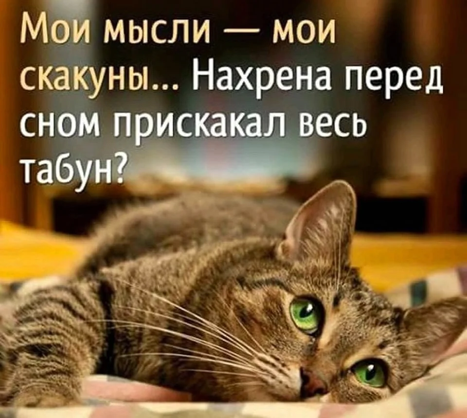 Спокойной ночи цитаты смешные