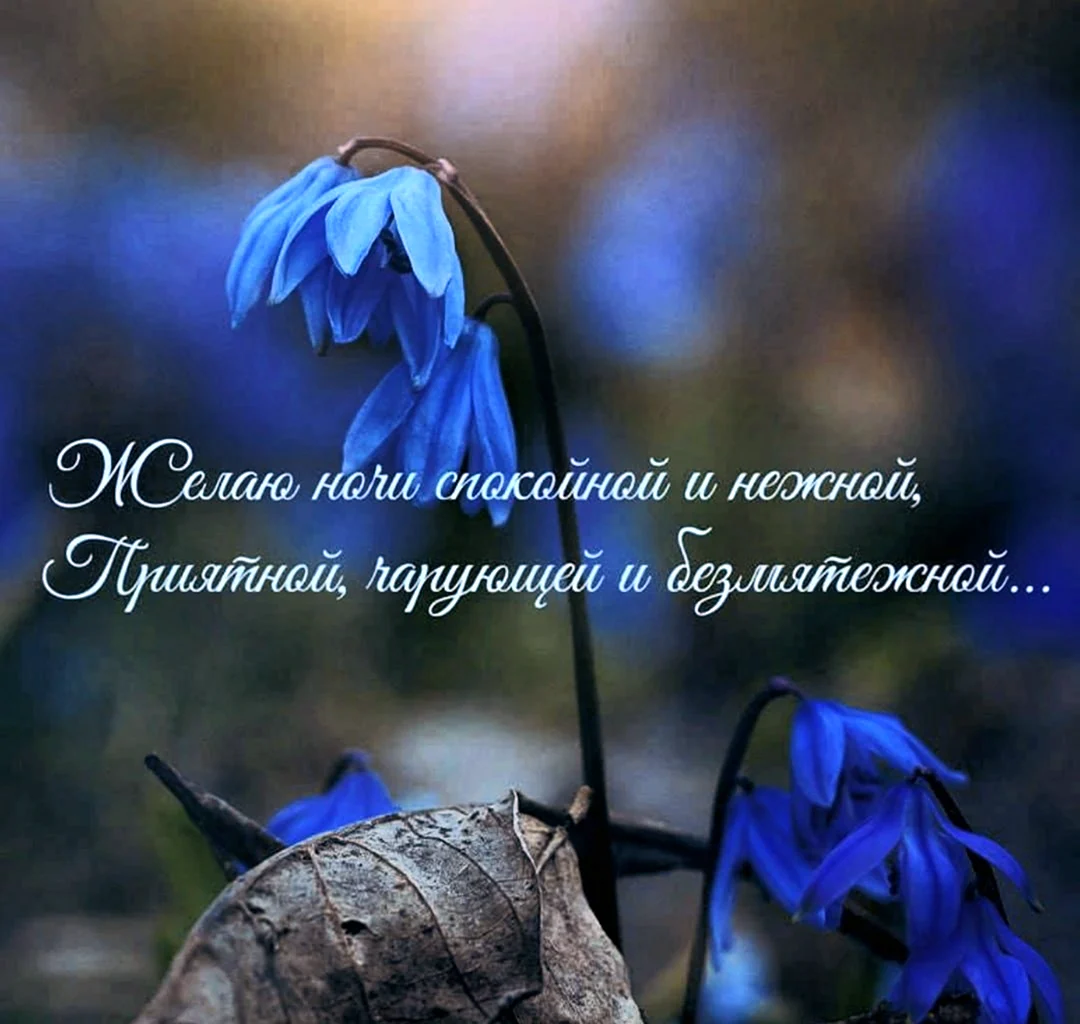 Спокойной весенней ночи