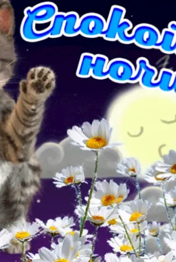 Спокойной весенней ночи котенок
