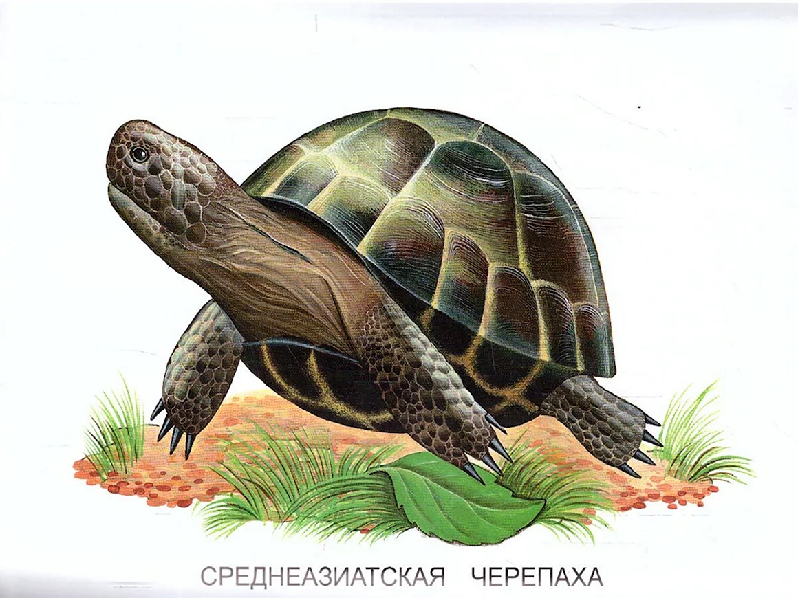 Среднеазиатская черепаха рисунок