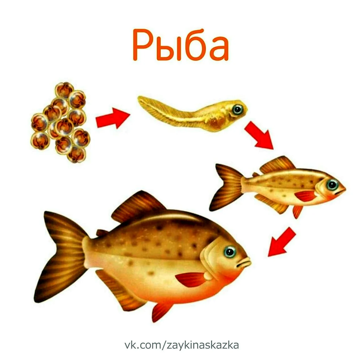 Стадии развития рыбы