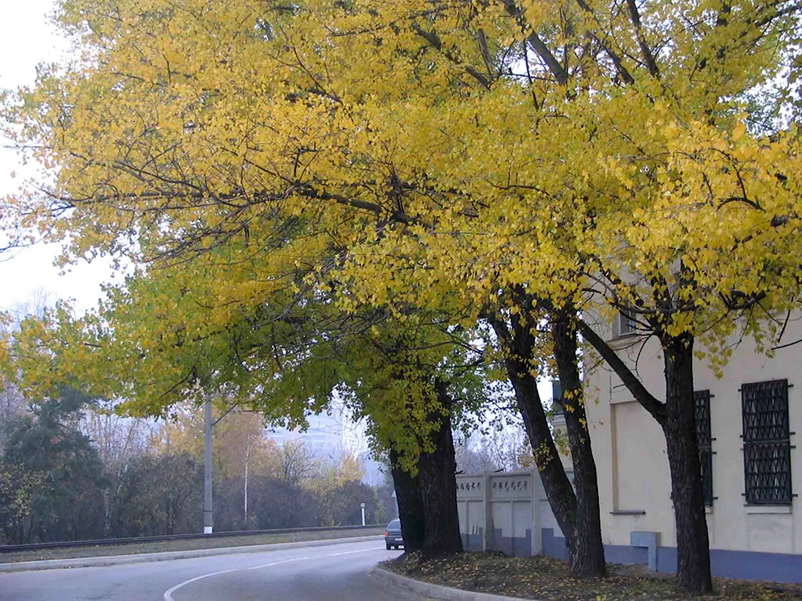 Старый клен Гиагинская