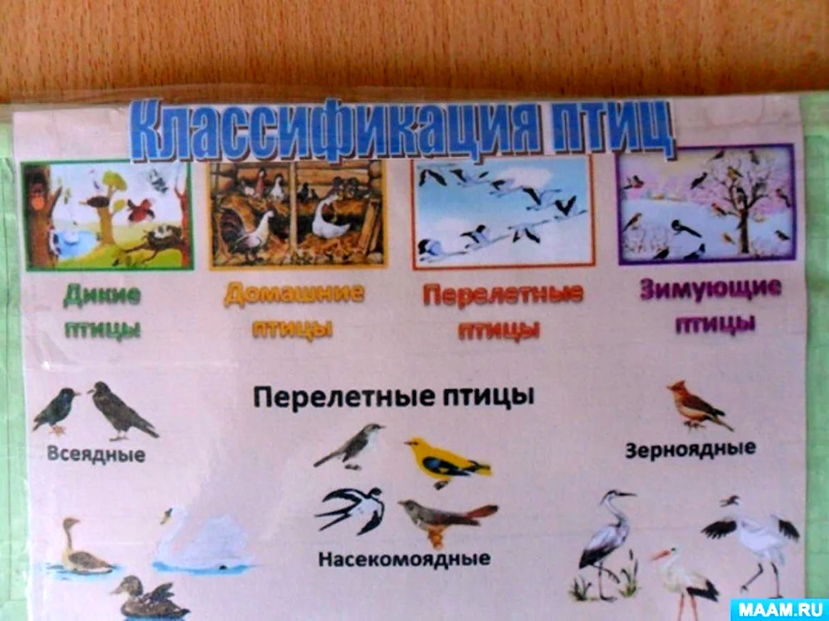 Стенд зимующие птицы