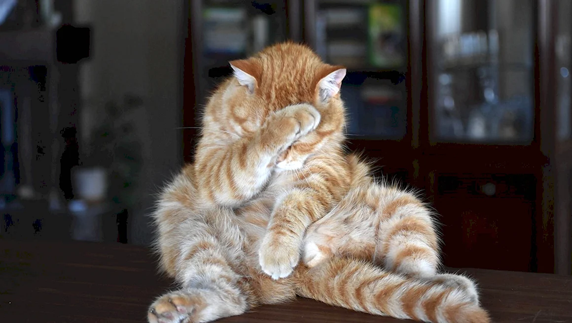Стеснительный кот