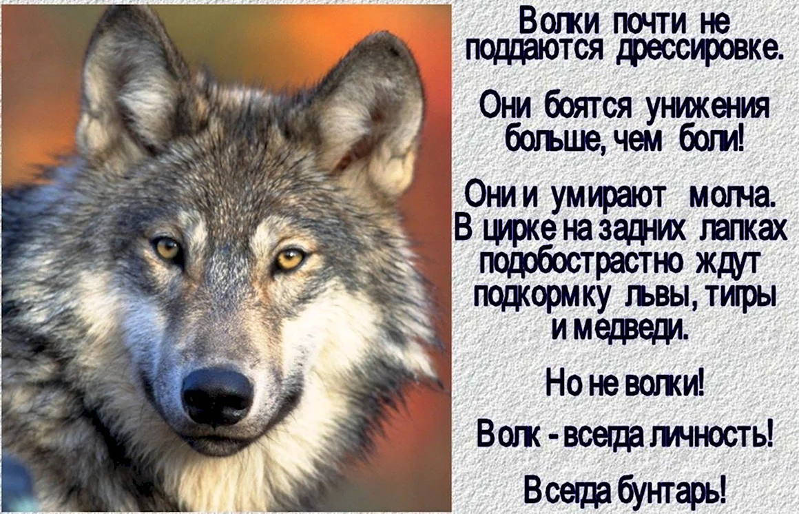 Стих про волка