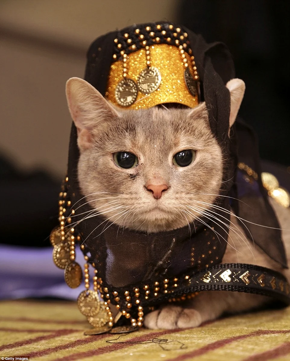 Стильная кошка