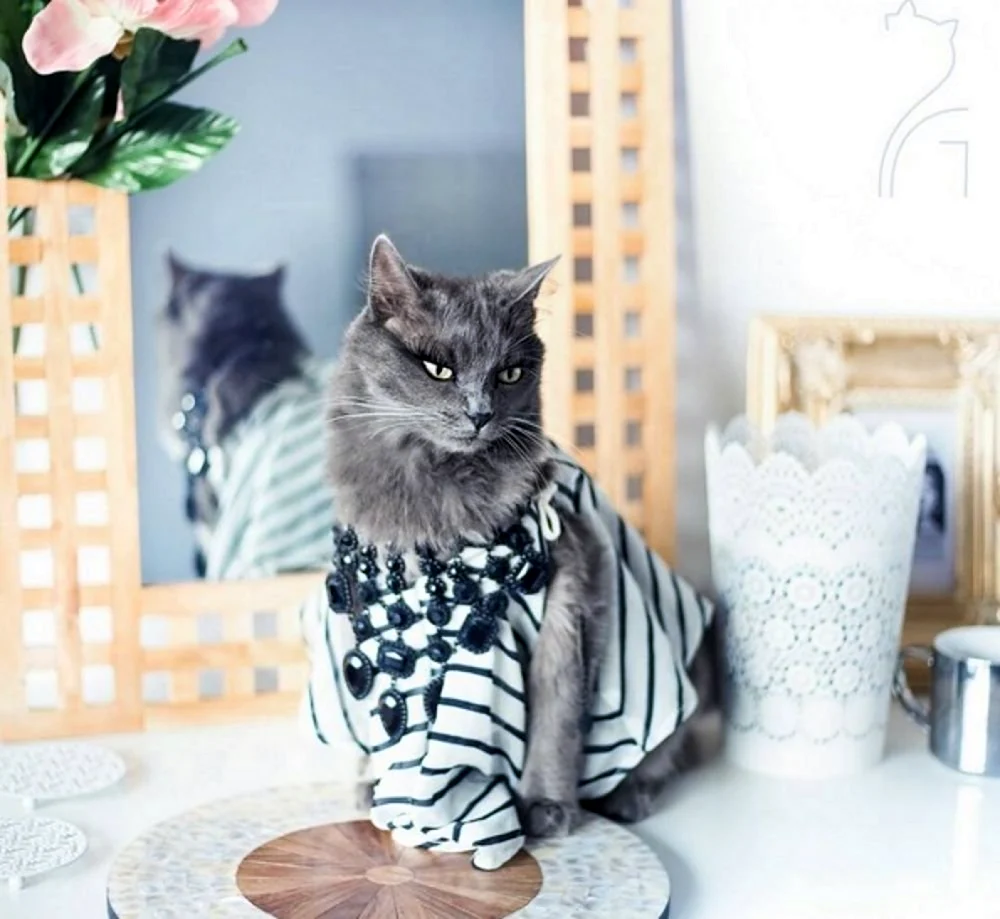 Стильная кошка