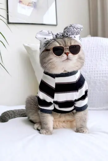 Стильные коты