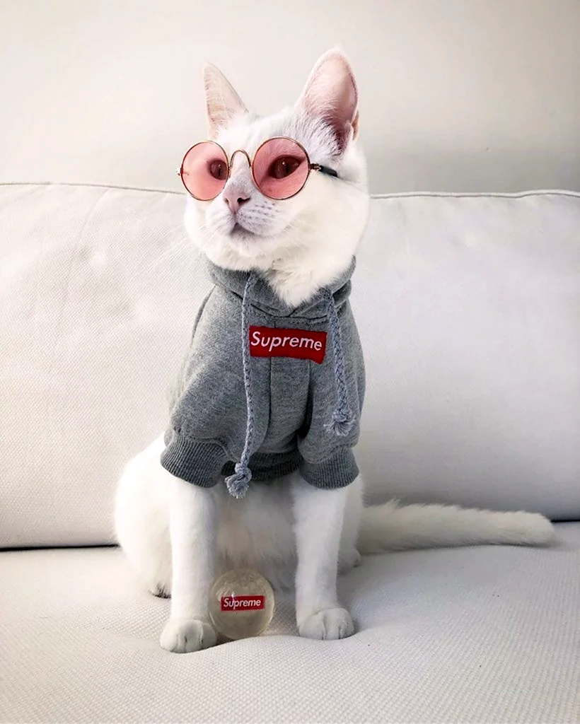 Стильные коты