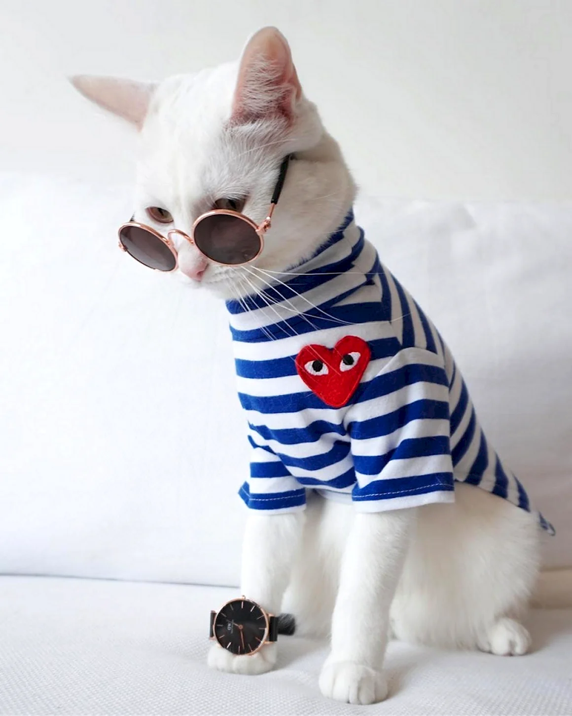 Стильные коты