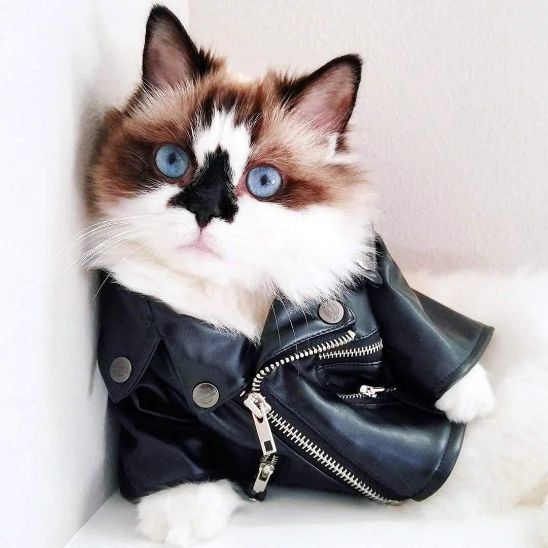 Стильный котик