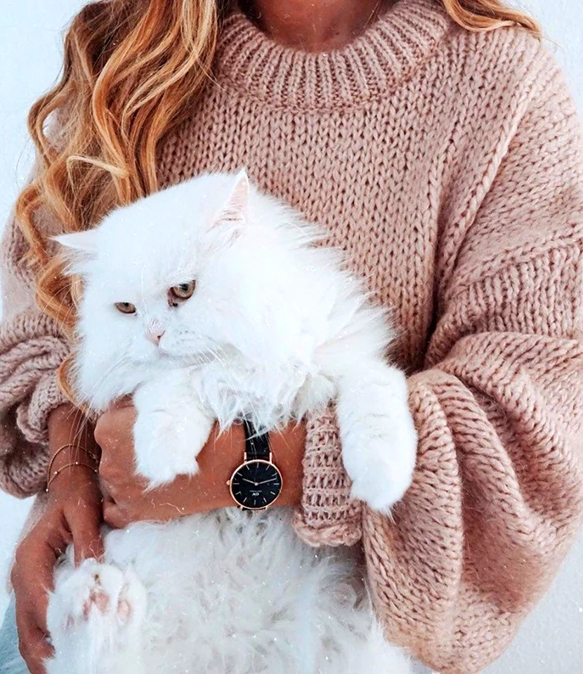 Стильный котик