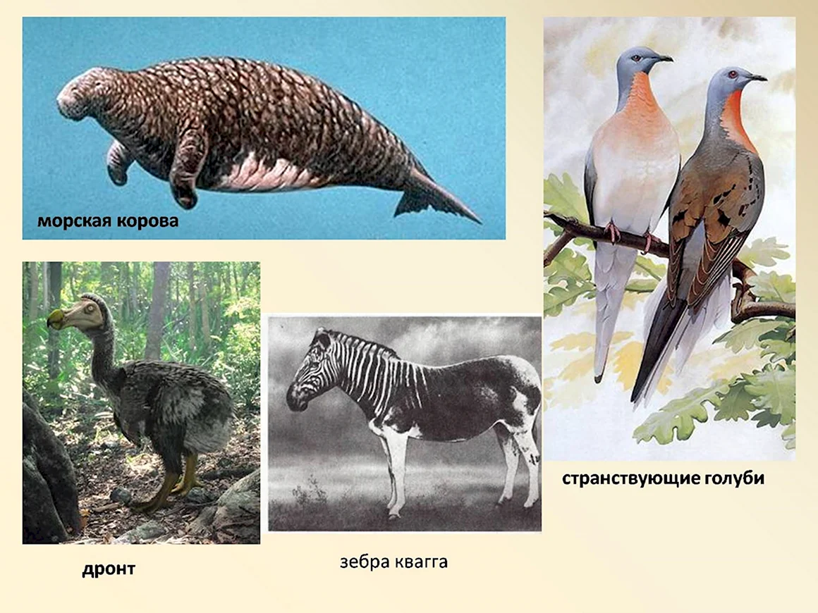 Странствующие голуби морская корова Дронт Зебра квагга