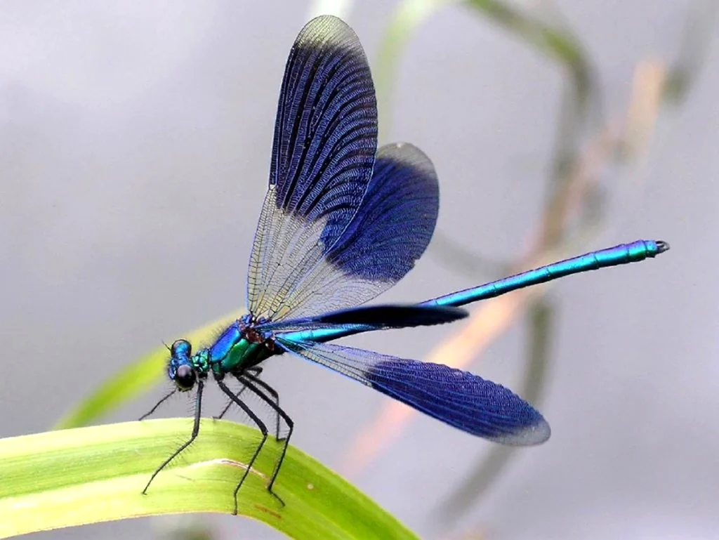 Стрекоза Calopteryx