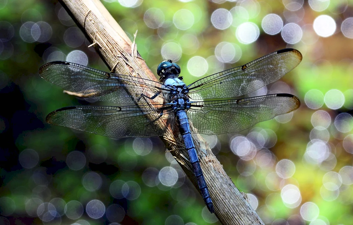 Стрекоза Dragonfly
