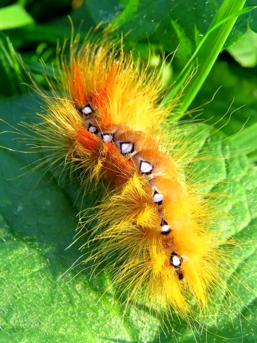 Стрельчатка Кленовая - Acronicta Aceris