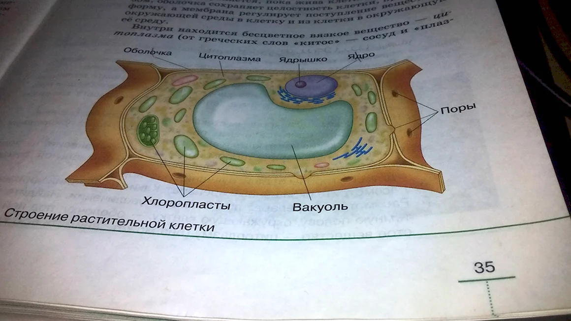 Строение клетки