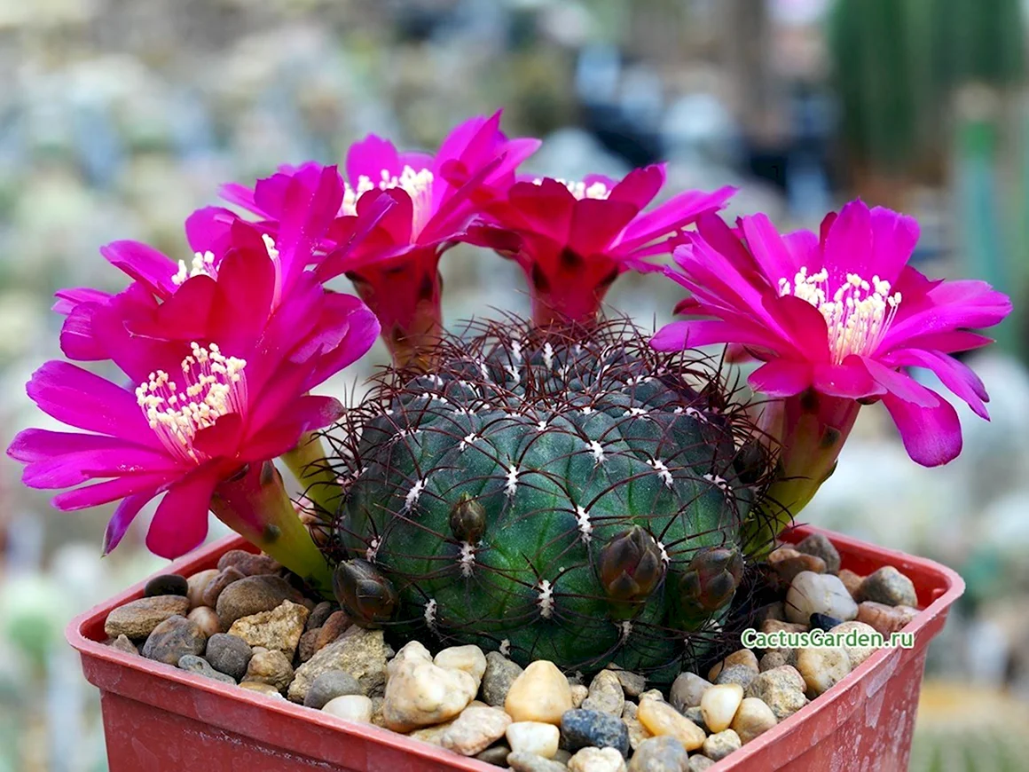Sulcorebutia frankiana