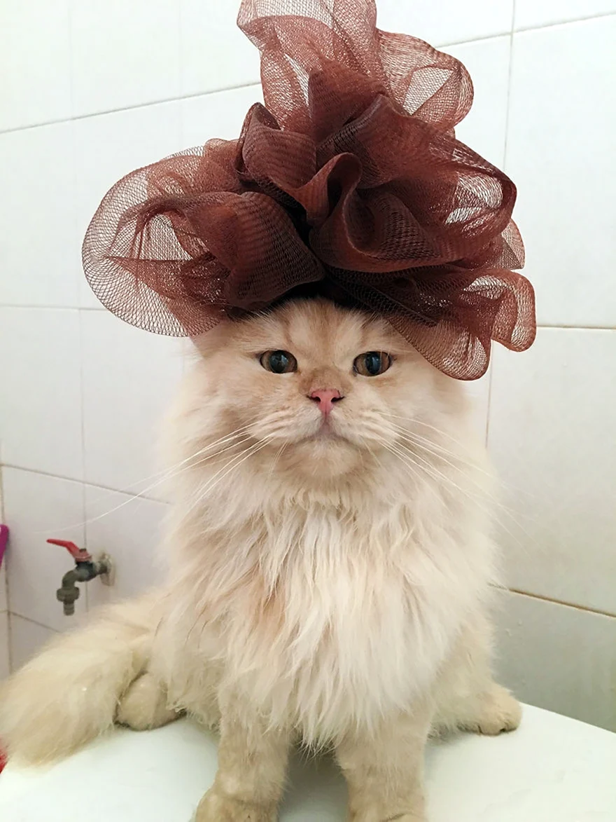 Сумасшедшие коты