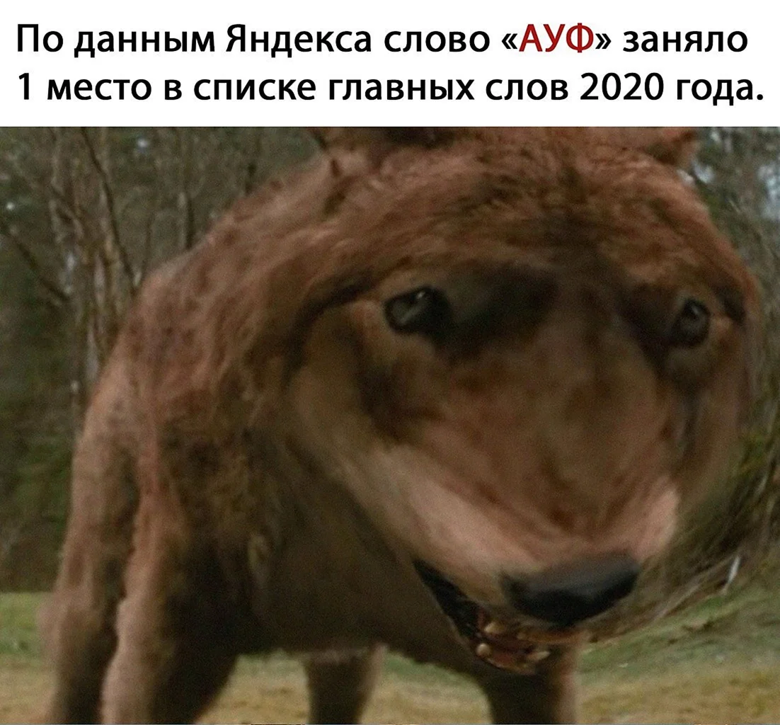 Сумерки КВИЛ волк
