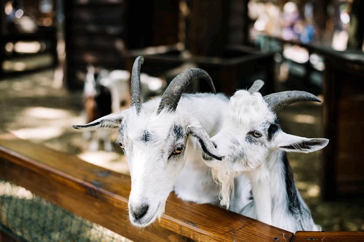 Summer Goat