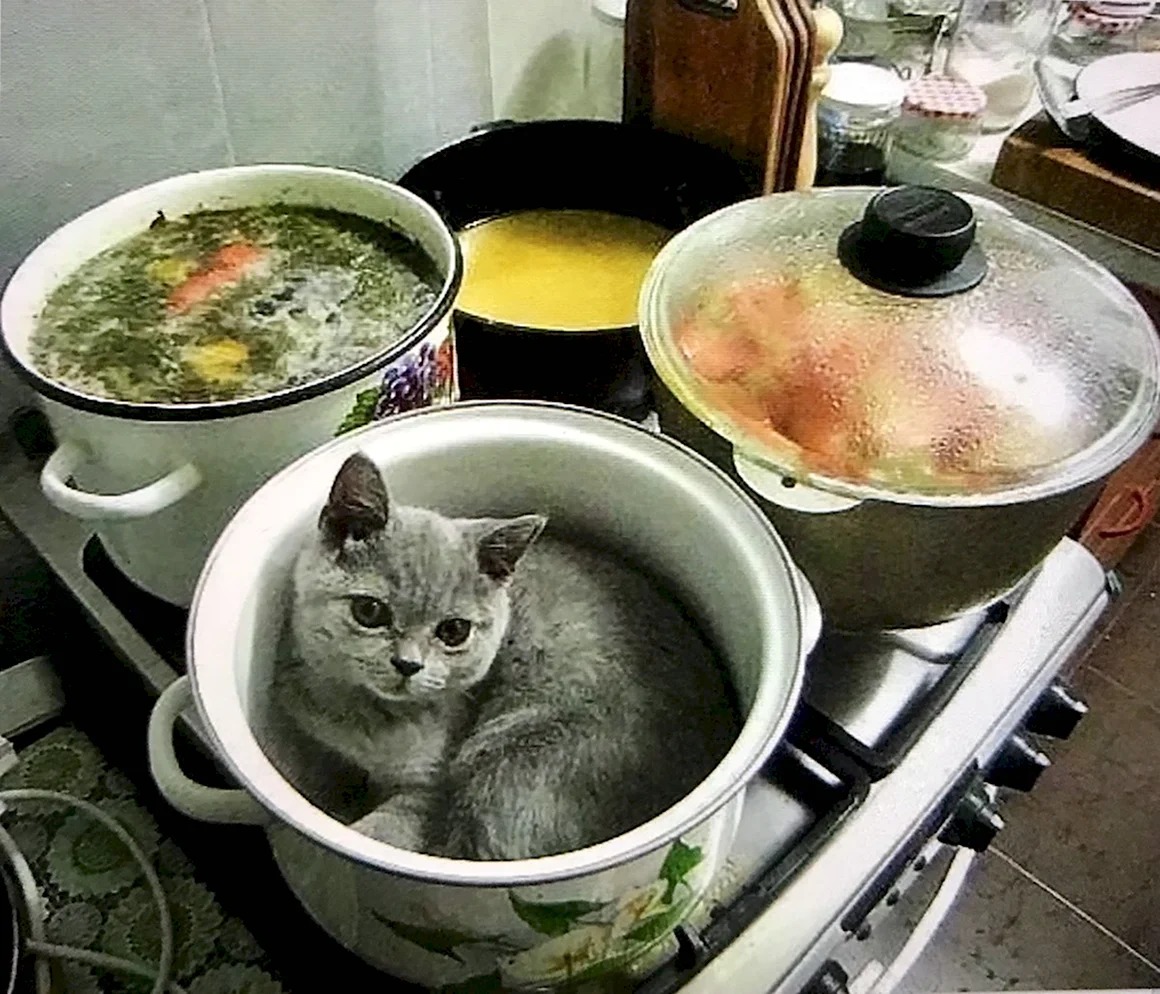 Суп с котом