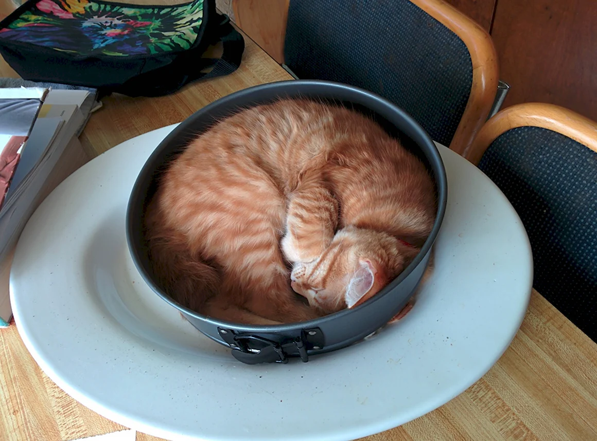 Суп с котом