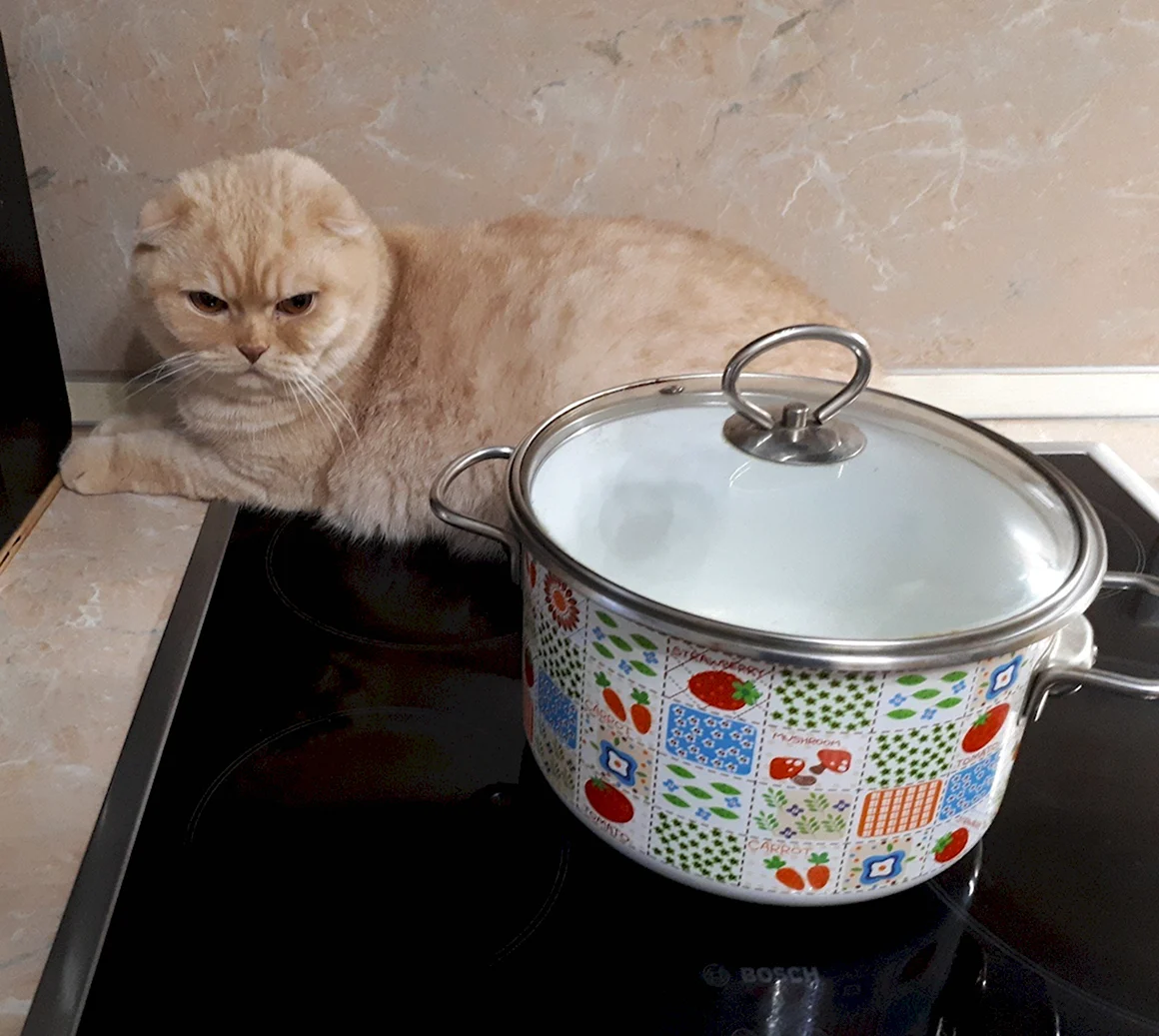 Суп с котом