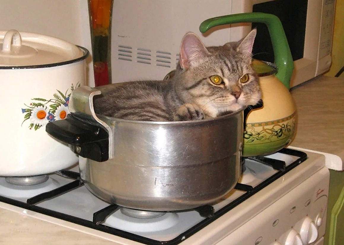 Суп с котом