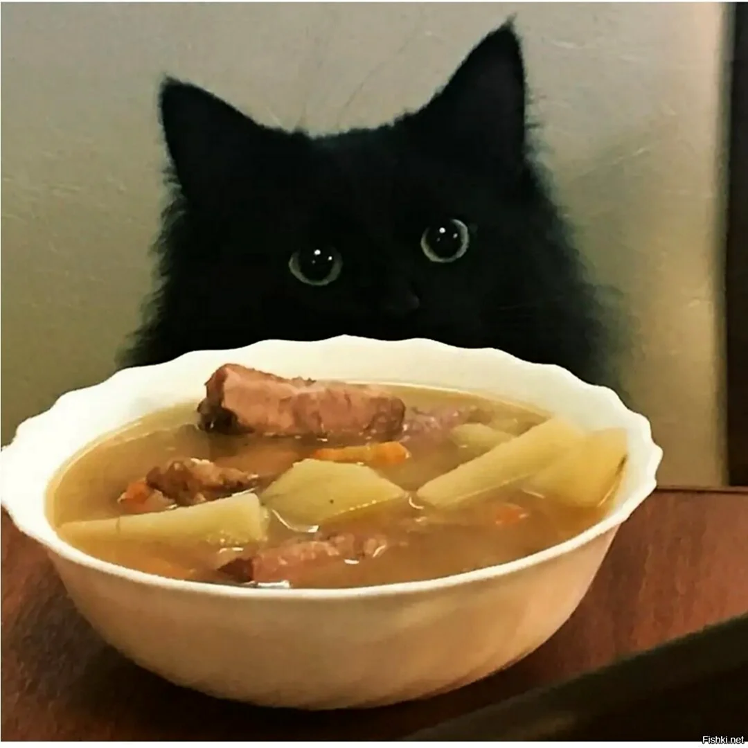 Суп с котом