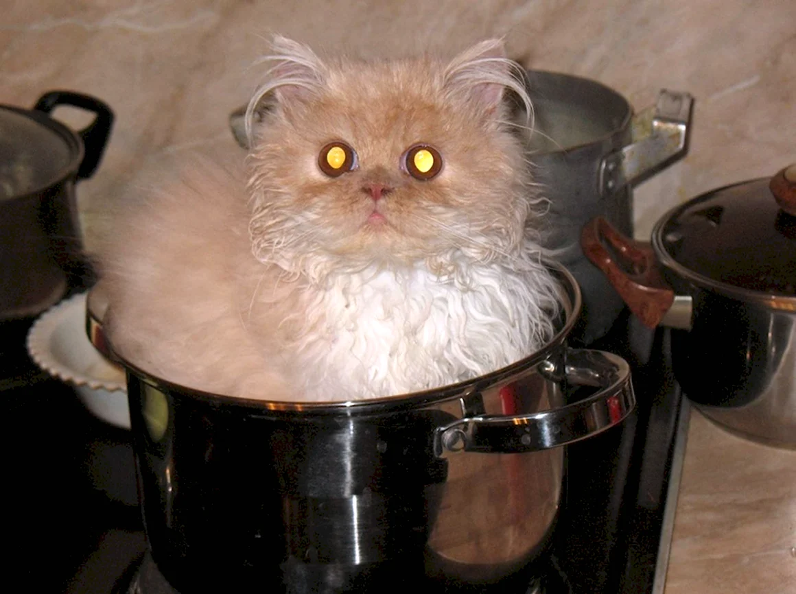 Суп с котом